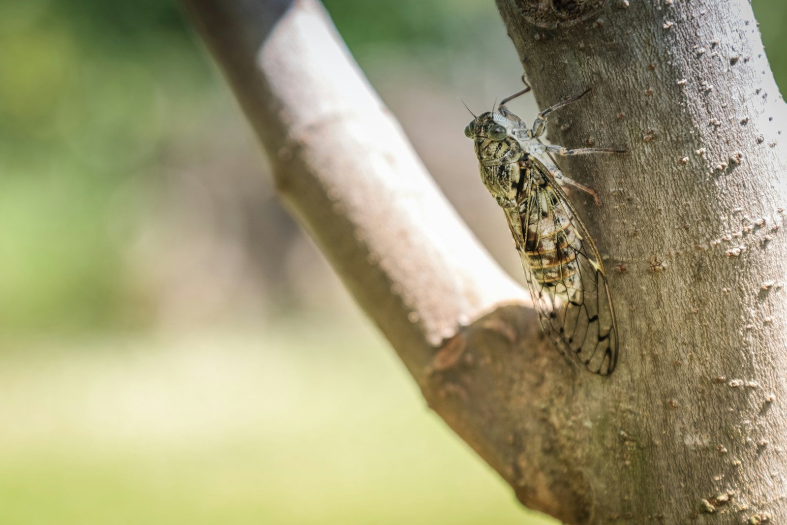 A lizard is sitting on a tree branch