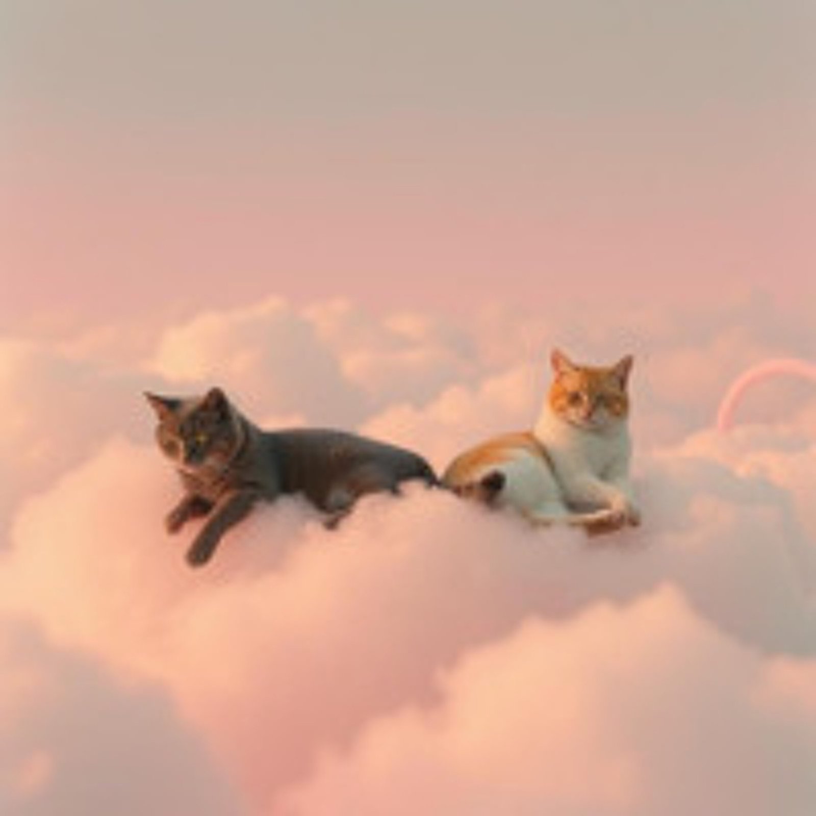 les chats fument scaled
